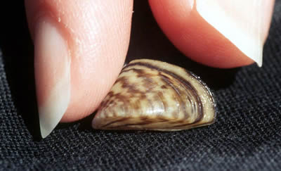 Small mussels can cause very big problems. Photo courtesy National Park Service
